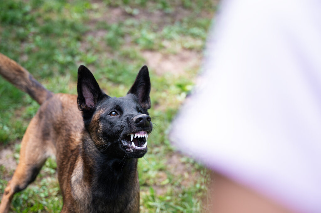 Angry dog about to bite someone.