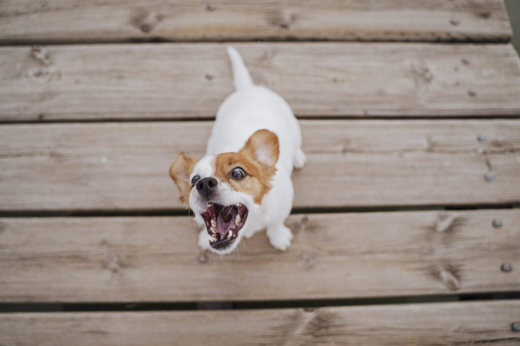 Angry little dog about to bite someone