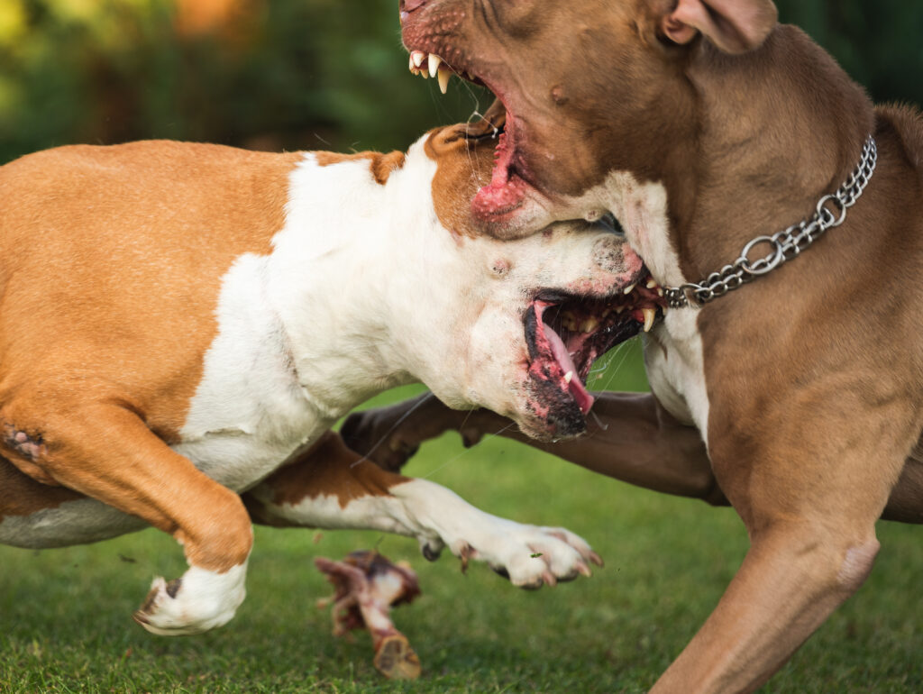 Two dogs fighting about to bite someone. 